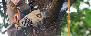 Best Commercial Tree Services  in Los Fresnos, TX