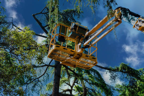 Best Commercial Tree Services  in Los Fresnos, TX