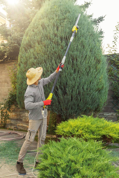 Best Tree Preservation Services  in Los Fresnos, TX